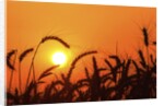 Wheat plants in silhouette by Anonymous