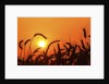 Wheat plants in silhouette by Anonymous