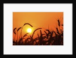 Wheat plants in silhouette by Anonymous