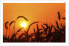 Wheat plants in silhouette by Anonymous
