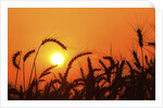 Wheat plants in silhouette by Anonymous