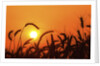 Wheat plants in silhouette by Anonymous