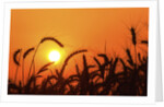 Wheat plants in silhouette by Anonymous