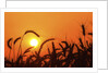 Wheat plants in silhouette by Anonymous