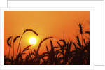 Wheat plants in silhouette by Anonymous