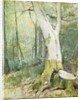 Interior Woodland by Soren Emil Carlsen