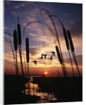 1980s silhouetted ducks flying in sunset by Anonymous