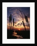 1980s silhouetted ducks flying in sunset by Anonymous