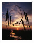 1980s silhouetted ducks flying in sunset by Anonymous
