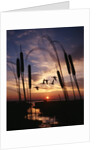 1980s silhouetted ducks flying in sunset by Anonymous