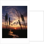 1980s silhouetted ducks flying in sunset by Anonymous