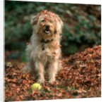 1980s shaggy beige and white dog looking at the camera by Anonymous