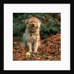 1980s shaggy beige and white dog looking at the camera by Anonymous