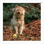 1980s shaggy beige and white dog looking at the camera by Anonymous