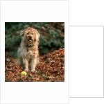 1980s shaggy beige and white dog looking at the camera by Anonymous