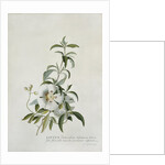 Cistus by Georg Dionysius Ehret