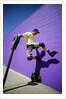Boy Wearing Roller Blades Jumping Against Wall by Anonymous
