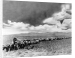 1860s 1870s line of covered wagons crossing American plains by Anonymous