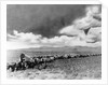 1860s 1870s line of covered wagons crossing American plains by Anonymous