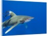 Oceanic whitetip (Carcharhinus longimanus) by Anonymous
