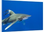 Oceanic whitetip (Carcharhinus longimanus) by Anonymous