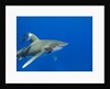 Oceanic whitetip (Carcharhinus longimanus) by Anonymous