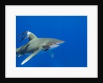 Oceanic whitetip (Carcharhinus longimanus) by Anonymous