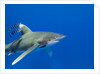 Oceanic whitetip (Carcharhinus longimanus) by Anonymous