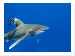 Oceanic whitetip (Carcharhinus longimanus) by Anonymous
