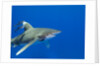Oceanic whitetip (Carcharhinus longimanus) by Anonymous