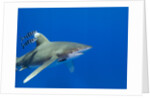 Oceanic whitetip (Carcharhinus longimanus) by Anonymous