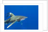 Oceanic whitetip (Carcharhinus longimanus) by Anonymous