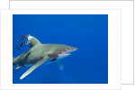 Oceanic whitetip (Carcharhinus longimanus) by Anonymous