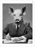 1950s 1960s 1970s Pigheaded businessman in a suit sitting at a desk by Anonymous