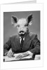 1950s 1960s 1970s Pigheaded businessman in a suit sitting at a desk by Anonymous