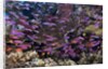 Slender Basslet school in Coral Reef (Luzonichthys whitleyi) by Anonymous