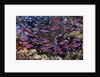 Slender Basslet school in Coral Reef (Luzonichthys whitleyi) by Anonymous