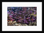 Slender Basslet school in Coral Reef (Luzonichthys whitleyi) by Anonymous