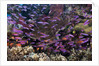 Slender Basslet school in Coral Reef (Luzonichthys whitleyi) by Anonymous