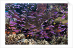 Slender Basslet school in Coral Reef (Luzonichthys whitleyi) by Anonymous