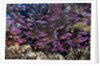 Slender Basslet school in Coral Reef (Luzonichthys whitleyi) by Anonymous