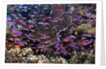 Slender Basslet school in Coral Reef (Luzonichthys whitleyi) by Anonymous