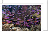 Slender Basslet school in Coral Reef (Luzonichthys whitleyi) by Anonymous