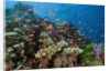 Lyretail Anthias (Pseudanthias squamipinnis) in Coral Reef by Anonymous