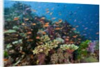 Lyretail Anthias (Pseudanthias squamipinnis) in Coral Reef by Anonymous