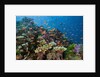Lyretail Anthias (Pseudanthias squamipinnis) in Coral Reef by Anonymous
