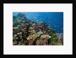 Lyretail Anthias (Pseudanthias squamipinnis) in Coral Reef by Anonymous