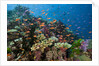 Lyretail Anthias (Pseudanthias squamipinnis) in Coral Reef by Anonymous
