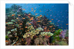 Lyretail Anthias (Pseudanthias squamipinnis) in Coral Reef by Anonymous