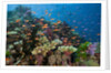 Lyretail Anthias (Pseudanthias squamipinnis) in Coral Reef by Anonymous